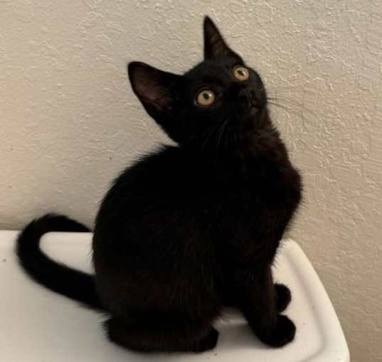 Photo of Shadow