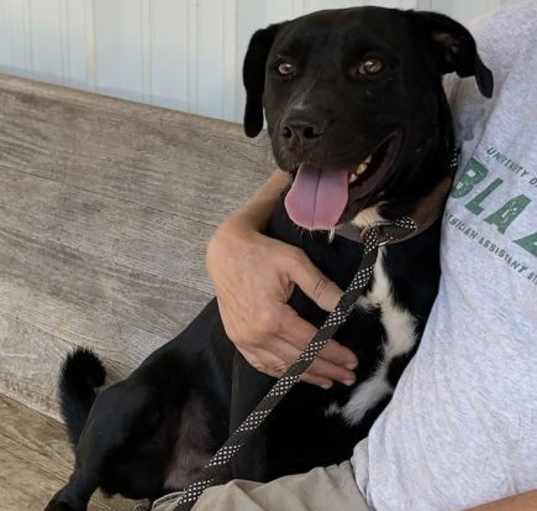 Photo of Roscoe
