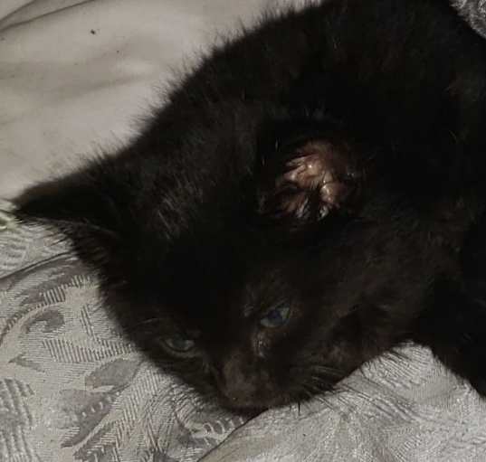 Photo of Baby Floof