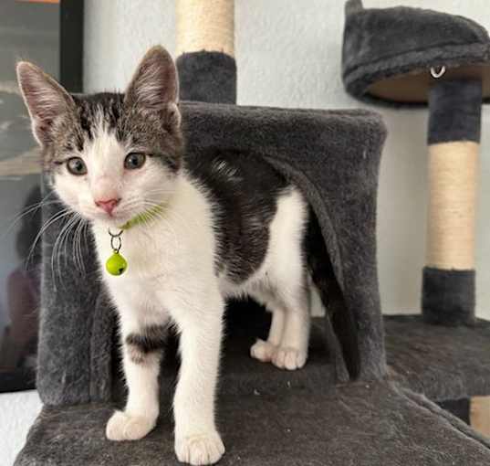 Photo of Kelly Kat
