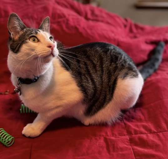 Photo of Kelly Cat