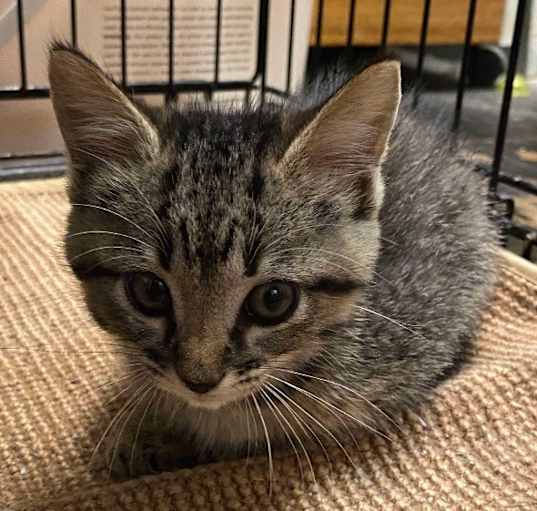 Photo of Tiki