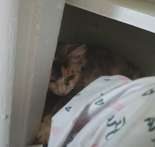 Photo of Cookie