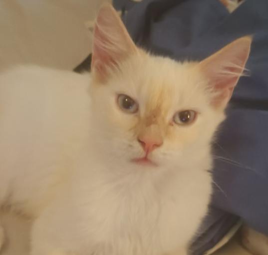 Photo of Marshmallow