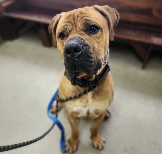 Photo of Diesel