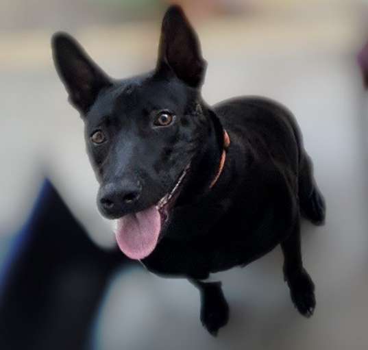 Photo of Jello