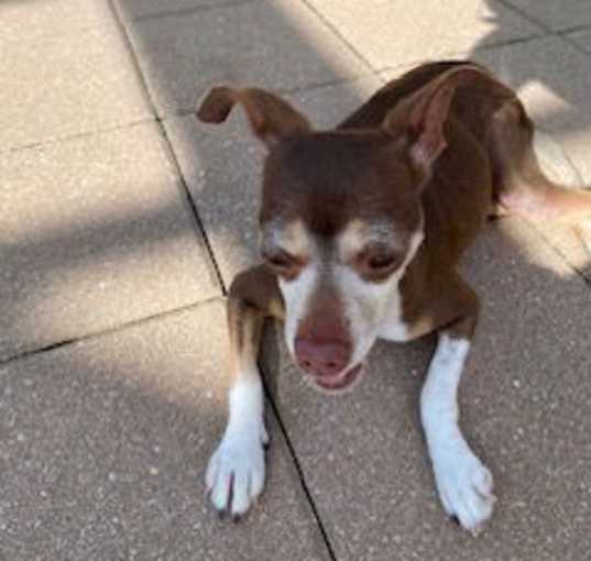 Photo of Daisy