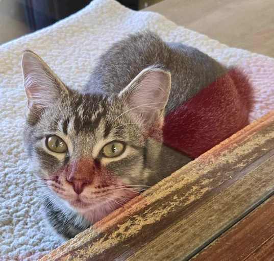 Photo of Frankie