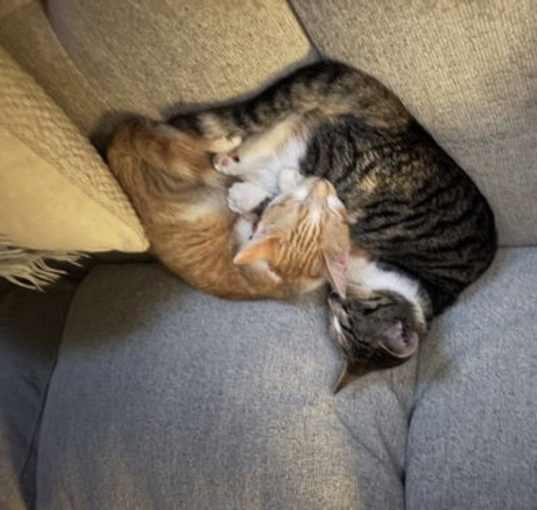 Photo of Cali & Sunny