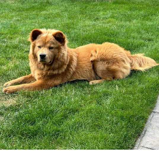 Chow chow breeders pacific northwest top