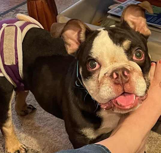 Photo of Bandit