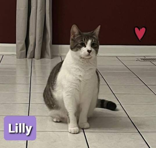 Photo of Lilly