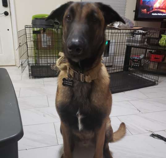 Photo of Bruno