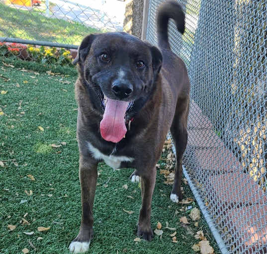 Photo of Danni (Fostered in Bellevue)
