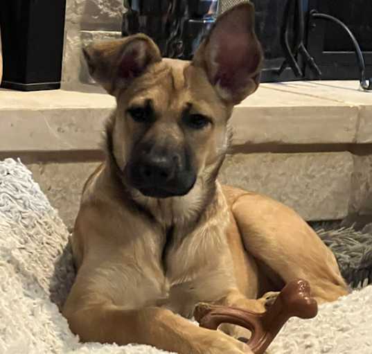 Photo of Lucy