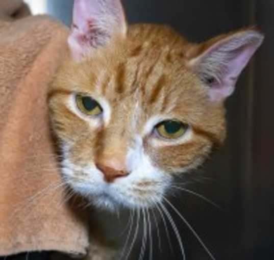 Photo of Skittles