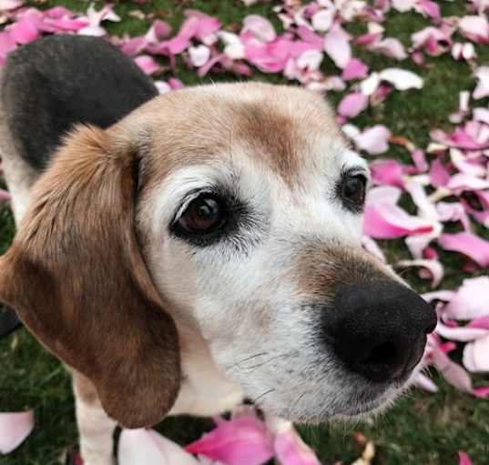 Photo of Belle *Adopt*