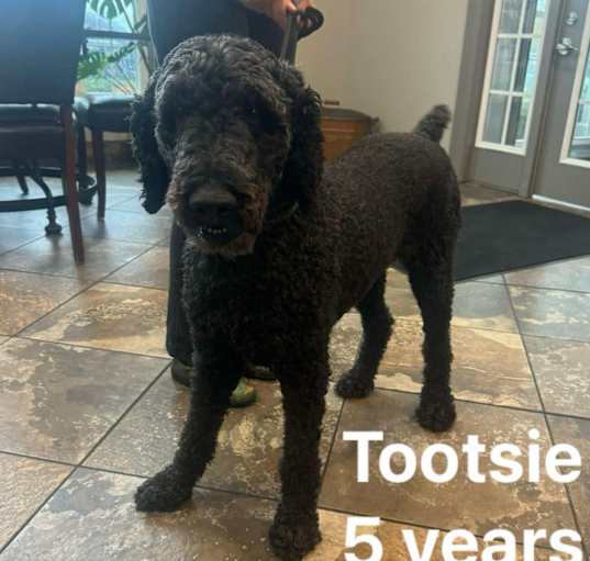 Photo of Tootsie