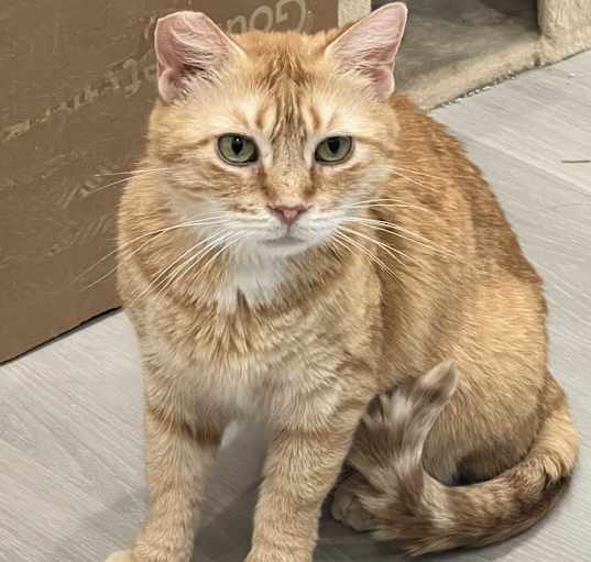 Photo of MOMMA CAT (adopt w/Kiwi)
