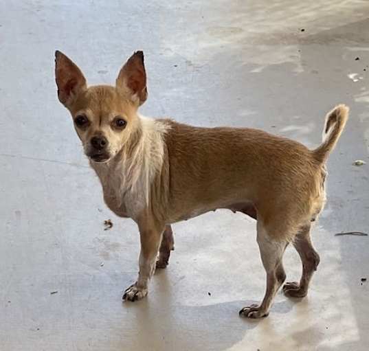 Photo of Cinnamon
