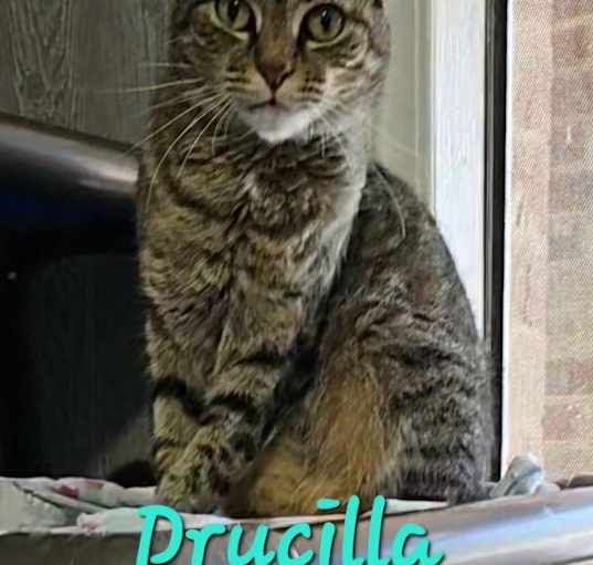 Photo of Drucilla
