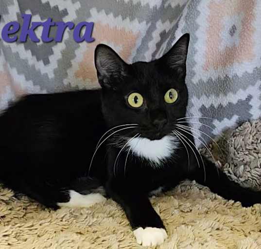 Photo of Elektra
