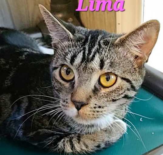 Photo of Lima
