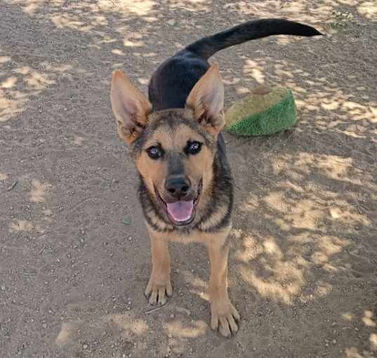 Photo of Lightsaber-in a foster home w/brother