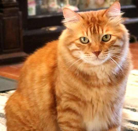 Photo of Mango