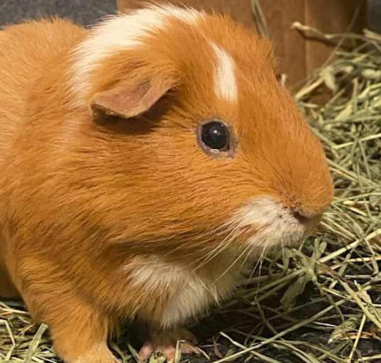 Photo of Ginger
