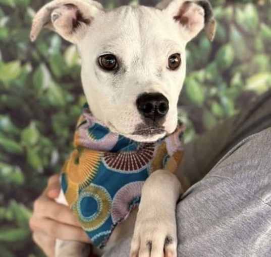 Photo of Casper (GA)