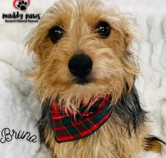 Photo of Bruno