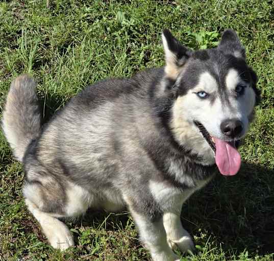 Photo of Shadow
