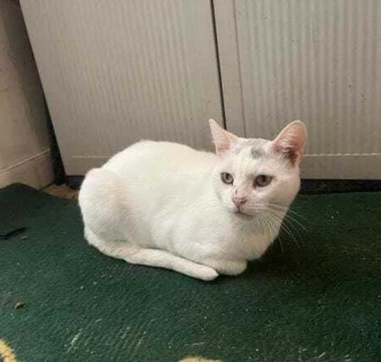 Photo of Stormy