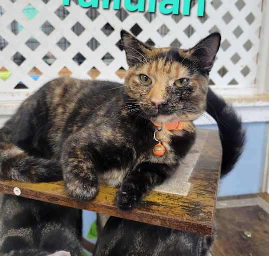 Photo of Tallulah (Gracie B Kitten 2)