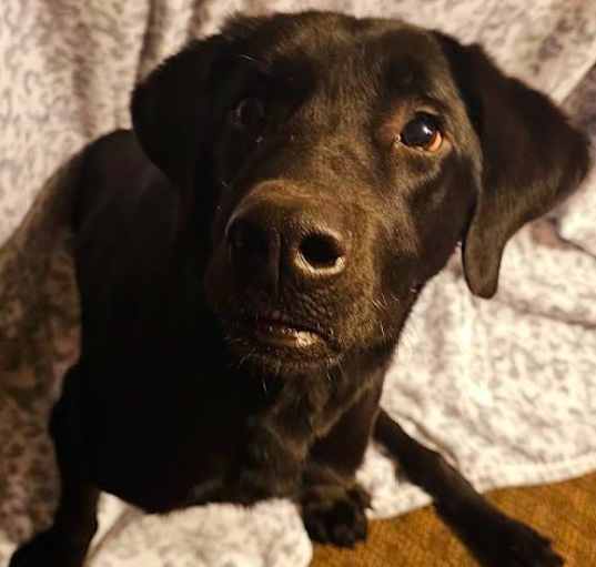 Photo of Buddy