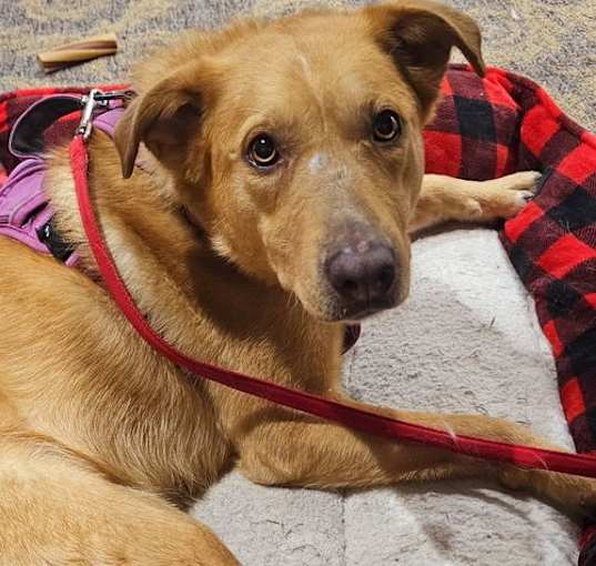 Photo of Gypsy