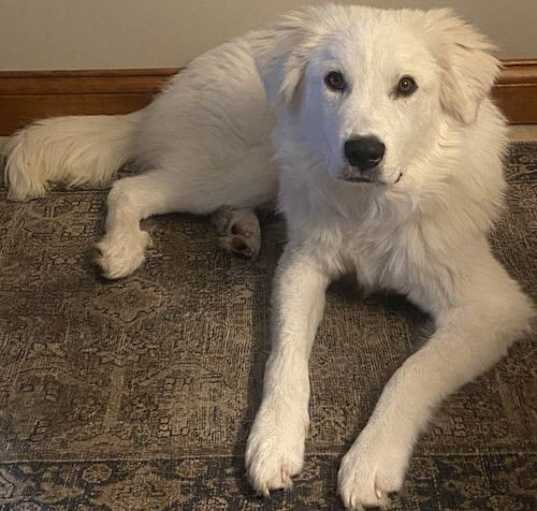 Photo of Bolt puppy