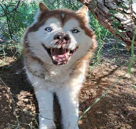 Photo of MIDAS
