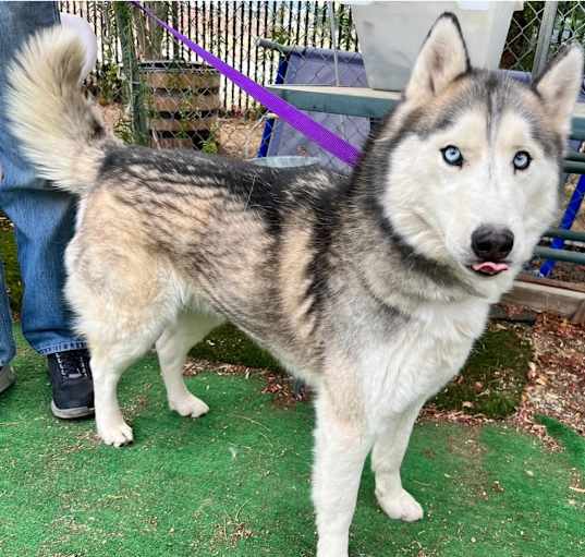 Photo of NANOOK