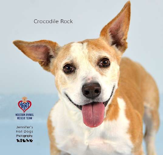 Photo of Crocodile Rock