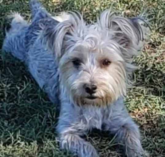 Photo of Dolly
