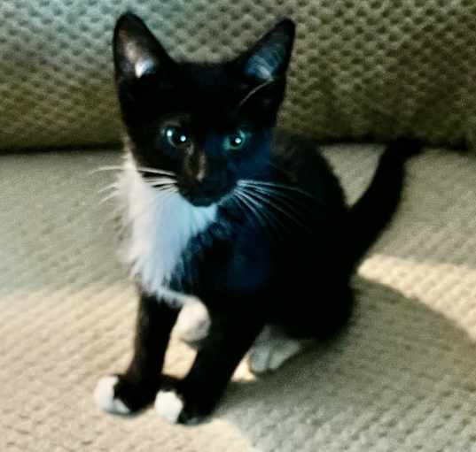 Photo of Tux