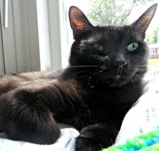 Photo of Sheba (fka Momma)