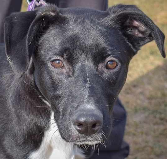 Photo of Trix