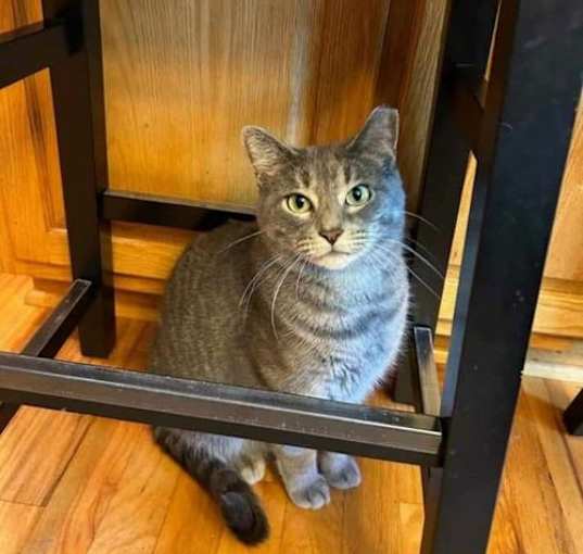 Photo of Luna