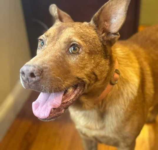 Photo of Nutter Butter