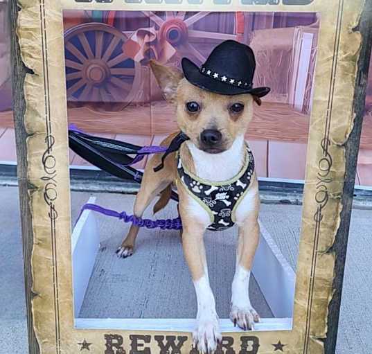 Photo of Nacho