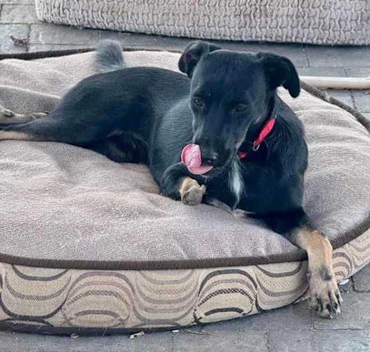 Photo of Onyx