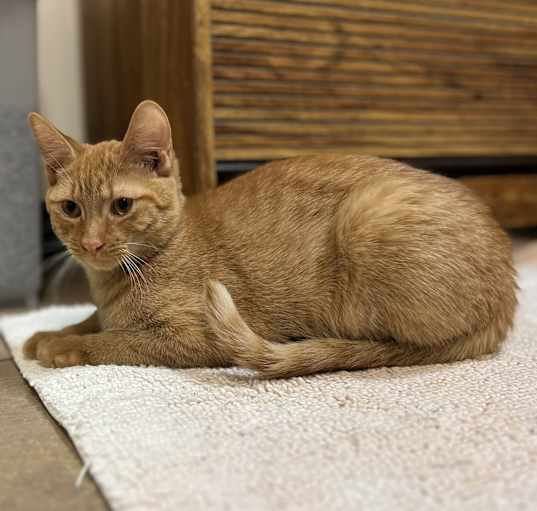 Photo of Marmalade